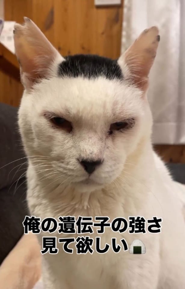 まるで磯辺焼の海苔をのせたかのよう（⇒次へ）