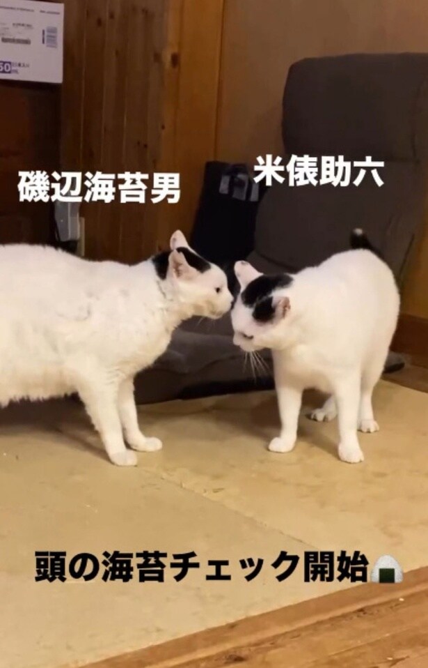 お互いの海苔模様のチェック▶やさしい一面も…（⇒次へ）