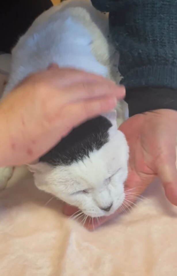 空気が入るように優しく握ります▶（次画像からネコ好きはハートを掴まれること間違いなし！『あっち こっち ネッチ！』が読めます）