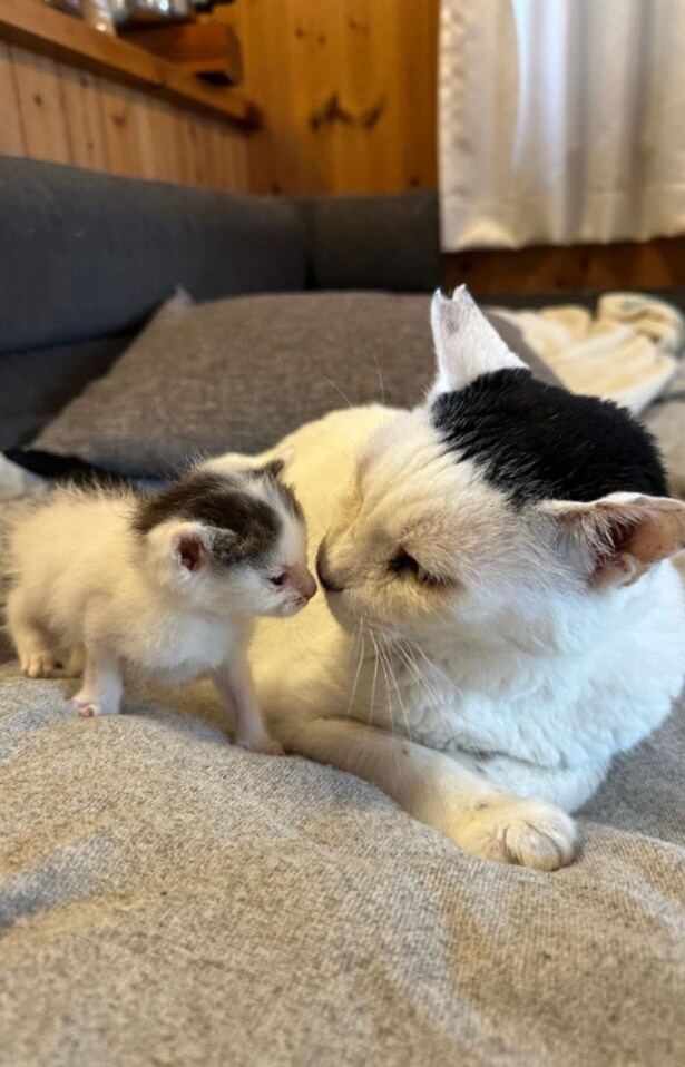 優しいまなざしで子ネコを見守る▶ふっくらおにぎりを握ります（⇒次へ）