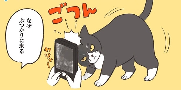 「なぜぶつかりに来る？」我が家の元野良猫が可愛すぎる