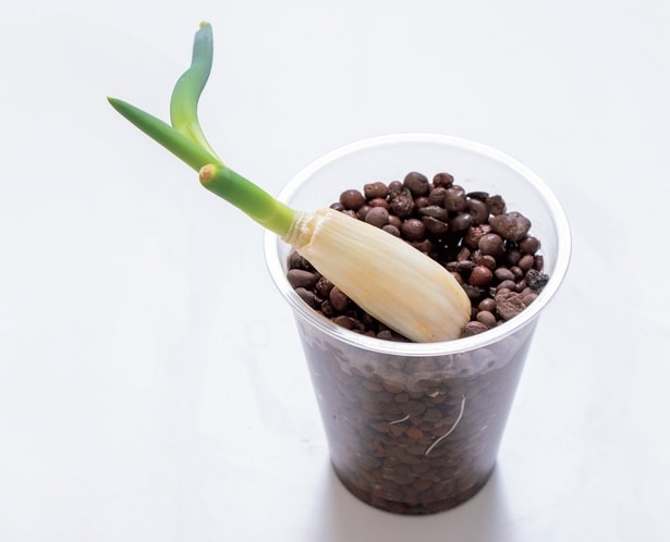 ハイドロボールなどを入れても