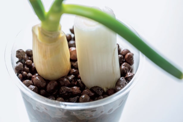 ハイドロボールは水が下にたまるので、根腐れもしづらい