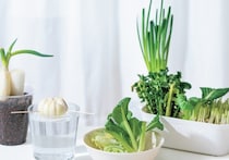 野菜の切れ端を育て収穫！地球にも家計にもやさしい「リボベジ」