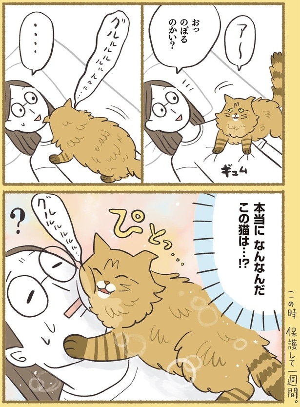本当になんなんだこの猫は…！？