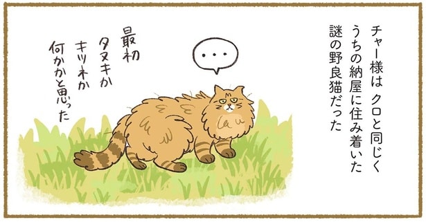 タヌキ？キツネ？うちの長屋に住みついた謎の野良猫は甘えん坊