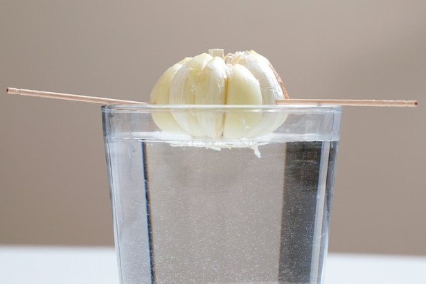 3　ようじで支えて水に浮かせる。（成長の様子は次のページで！）