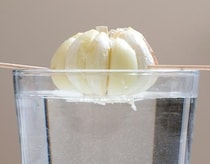 自分で芽を育てて楽しく収穫！「にんにく」栽培のコツ
