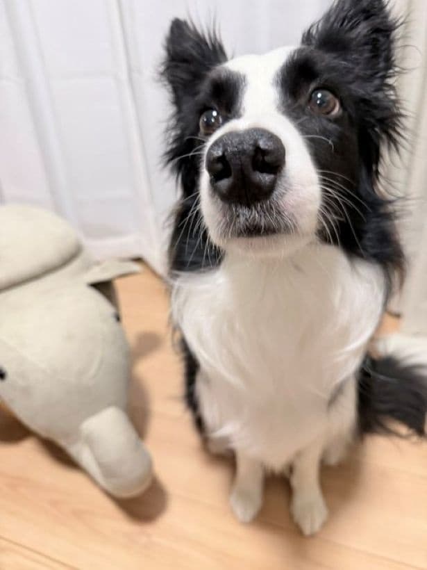 お誕生日おめでとう♪▶次画像からは「うちの犬」だいすきショートコメディ『あしょんでよッ〜うちの犬ログ〜10』が読めます
