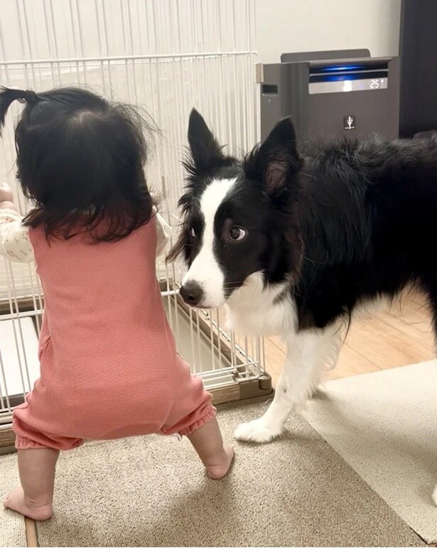 突然二足歩行を始めた末っ子ちゃんに驚きを隠せないエマちゃん。その表情が話題を呼びました▶桜を撮ろうとしたらフレームイン（⇒次へ）