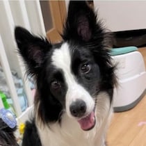 飛び散るドッグフード！慌てる飼い主と準備万端な犬…「温度差が最高」「待っている姿が可愛い」
