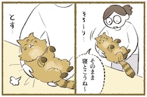 まるで赤ちゃん！たぬきみたいな猫の背中にある敏感センサー