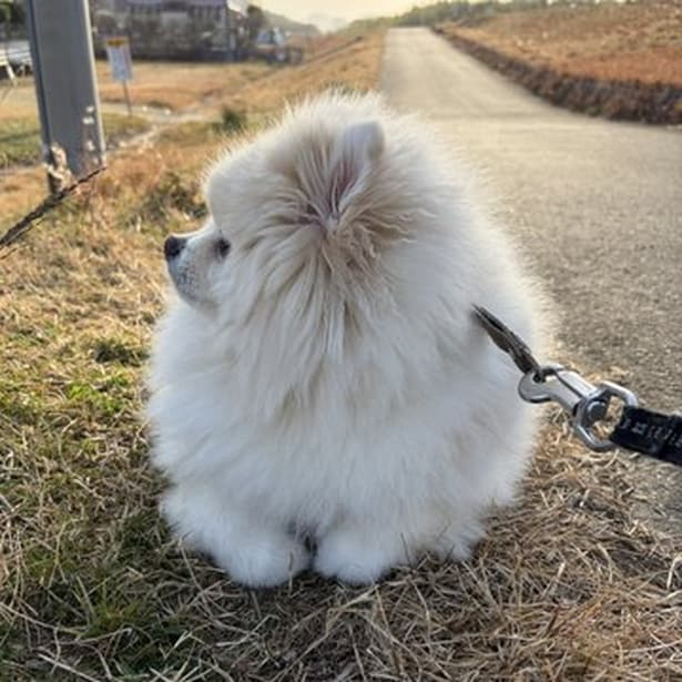 散歩中、目も合わせてくれなくなったちくわちゃん▶飼い主さんが「行くよ！」と声をかけても…（⇒次へ）