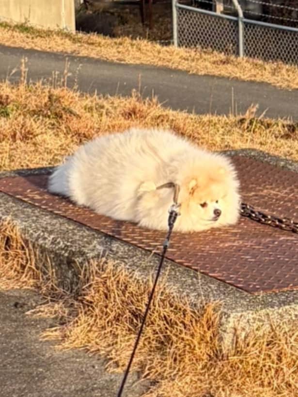 すねポメラニアン▶すねモードのちくわちゃんをもっと見る（⇒次へ）