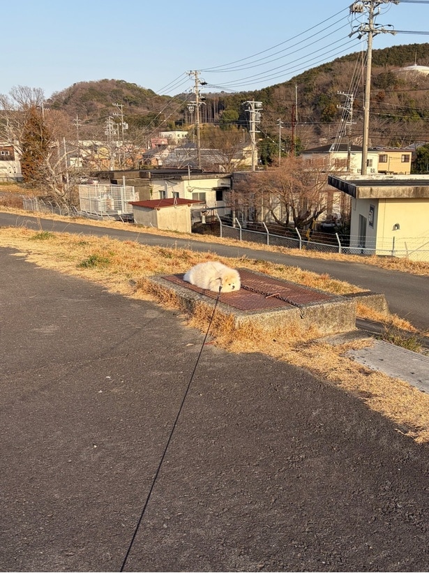 ひっぱってないし、なんならまだそんなに歩いてもない▶すねた表情も良い！（⇒次へ）
