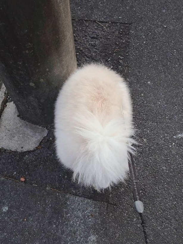 散歩中のちくわちゃん。犬っぽくないフォルムです▶おうちの中でもすねポーズ？（⇒次へ）