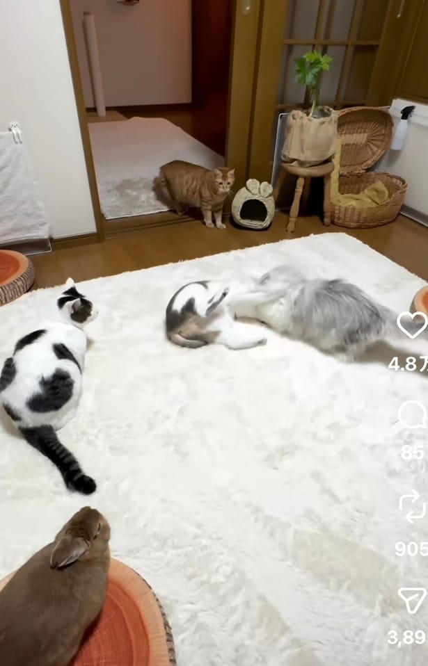 2匹の猫が喧嘩している（⇒次へ）