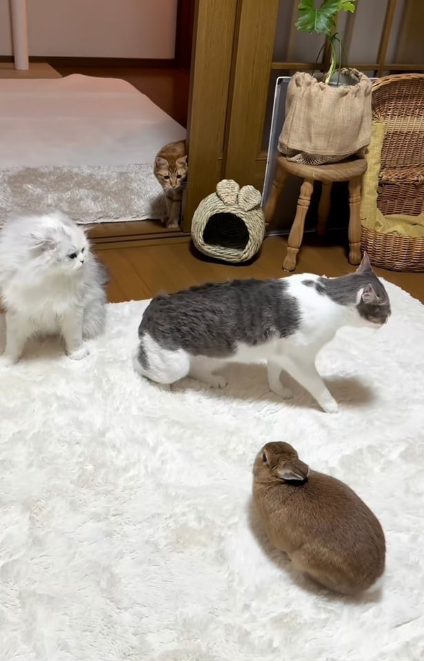 自然と喧嘩をやめる2匹▶ふだんは仲良し！？（⇒次へ）