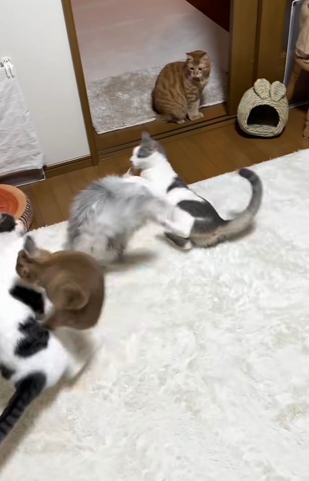 仲裁役として飛び込んできた、ウサギの「てんちゃん」▶猫たちは驚き…（⇒次へ）
