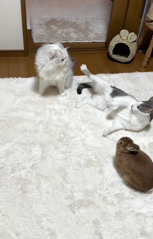 残った2匹が喧嘩を始める▶てんちゃんがじっと見つめ続けると…（⇒次へ）