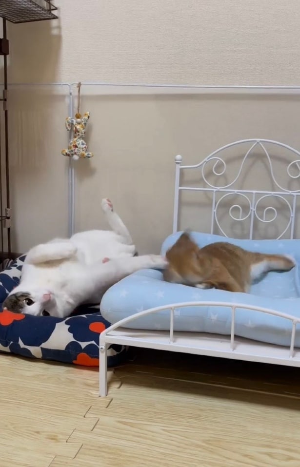 眠るてんちゃんにイタズラする猫ちゃん▶可愛いお散歩姿（⇒次へ）