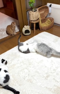 猫たちのバトル勃発→騒ぎをあっさり沈めたのはまさかのカワイイ小動物！？