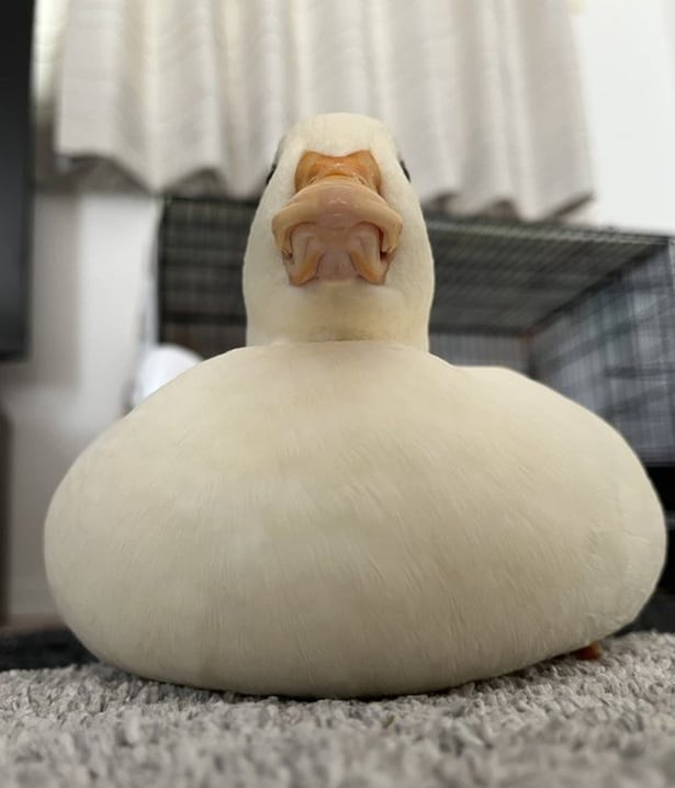 お餅のようなしろみちゃん▶家族といると強気に「ガァーガァー」（⇒次へ）