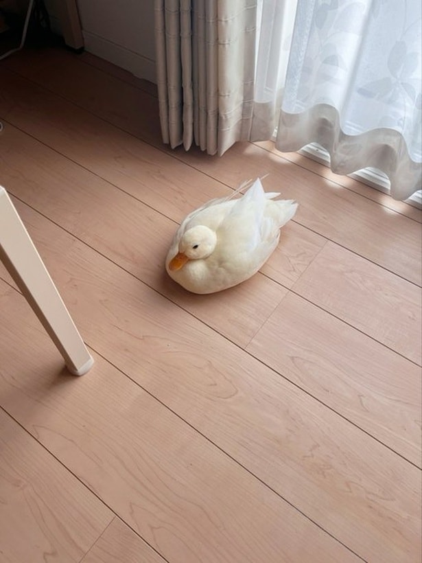 お部屋で自由に過ごすしろみちゃん▶アヒルってこんなに人懐っこい!(⇒次へ)