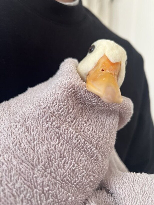 湯上りのしろみちゃん▶ひっくり返って見せてくれるおながが可愛い!(⇒次へ)