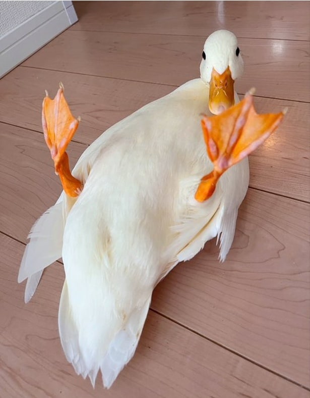 放心状態▶驚いた表情のしろみちゃん(⇒次へ)