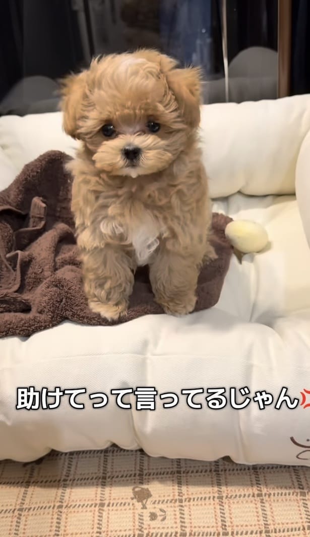 助けてって言ってるじゃん！▶ポテチくんはどうなった！？（⇒次へ）