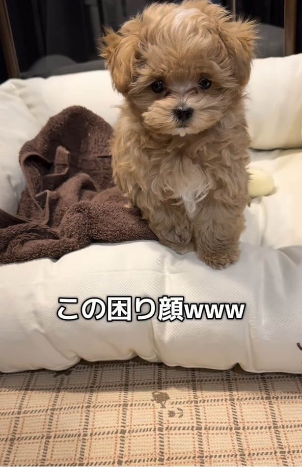 困り顔▶助けてほしいのに…（⇒次へ）