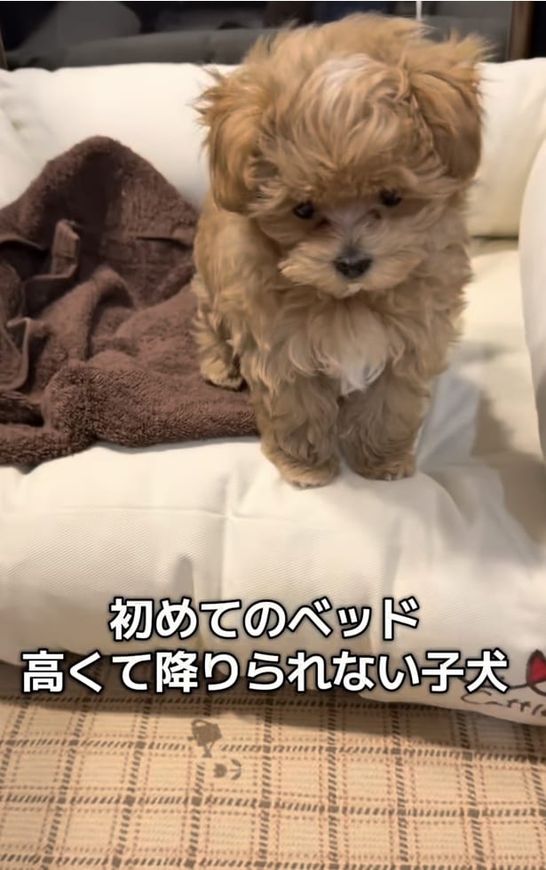 初めてのベッド（⇒次へ）