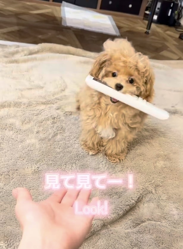 リモコンをくわえて運んでる▶持ってきてくれたかと思いきや…（⇒次へ）