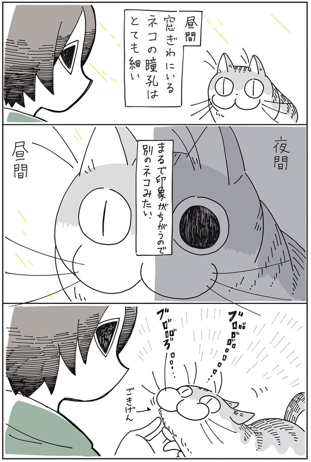 別のネコみたい
