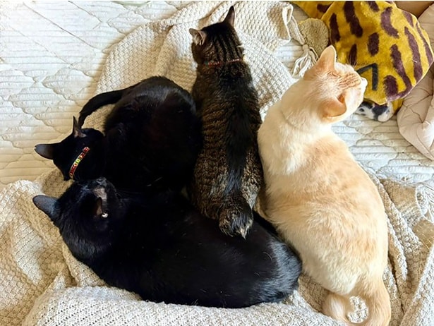 オーブンでお芋を焼くと現れる猫のかたまり▶(次画像からふかふかな2匹と暮らす、あたたかい日々を描いた大人気猫マンガ『うちの猫がまた変なことしてる。2』が読めます)