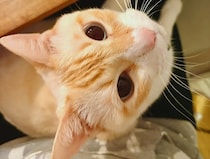 食卓にちょこんと着席！献立をチェックする猫がかわいすぎる