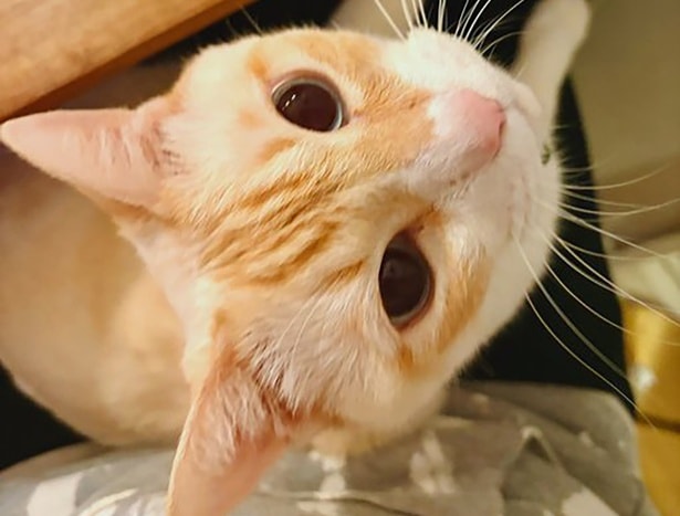 食卓にちょこんと着席！献立をチェックする猫がかわいすぎる