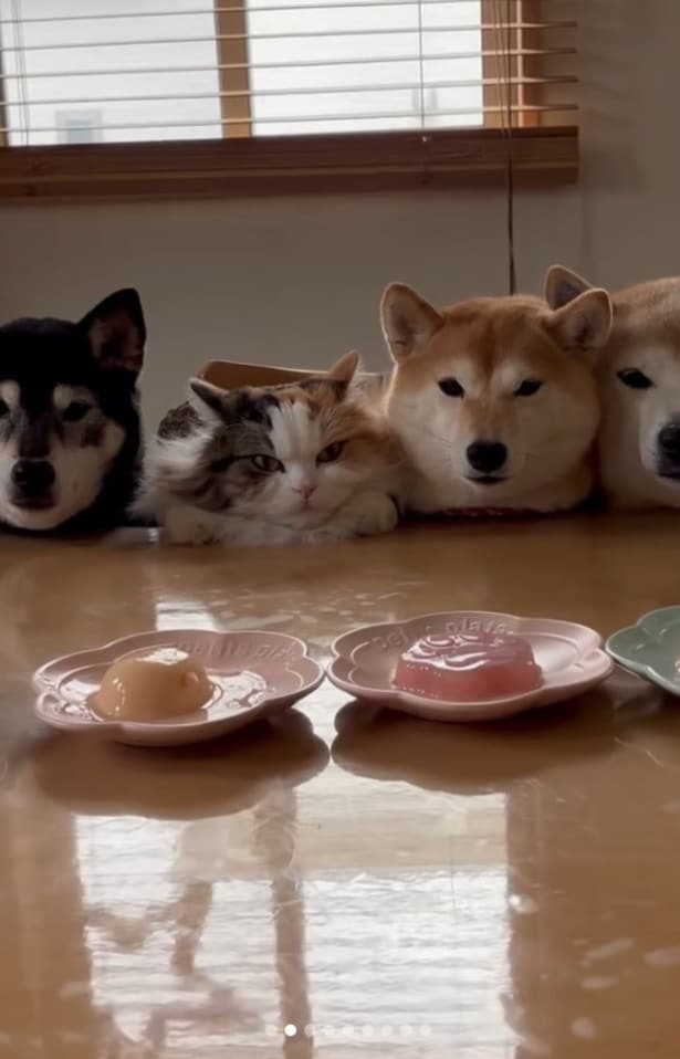 ゼリーと猫用おやつ▶お手チャレンジ(⇒次へ)