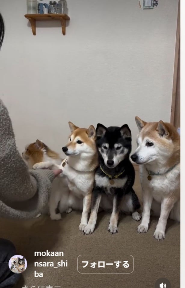 お手の練習をする4匹(⇒次へ)