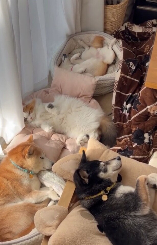 仲良く眠る4姉妹▶(次画像からマイペースな柴犬のほんわかコミックエッセイ『柴犬ぽんちゃん、今日もわが道を行く』が読めます)