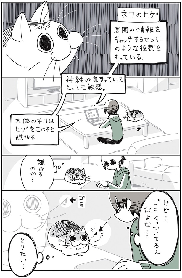 ネコのヒゲ