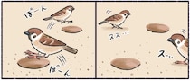 地面の穴で何をしているの？身近な鳥スズメの行動