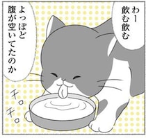 思いがけず、お腹を空かせていた猫を保護。「ペコ」を家族に迎え入れた日