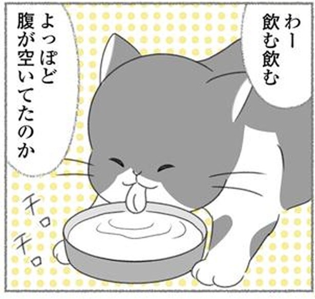 思いがけず、お腹を空かせていた猫を保護。「ペコ」を家族に迎え入れた日
