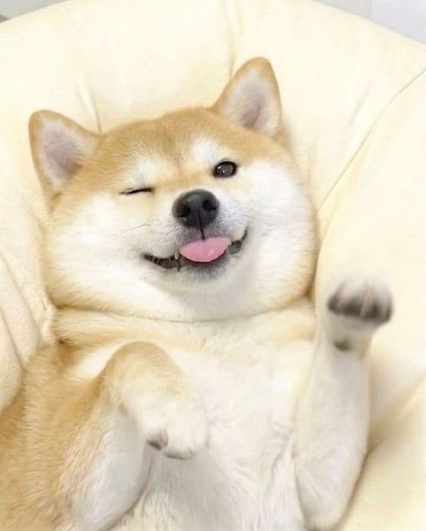 ウインクがかわいい柴犬ももちゃん