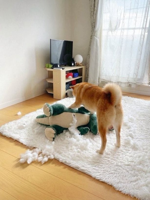 恐竜、完敗です▶飼い主の頭痛を疑うももちゃん（⇒次へ）