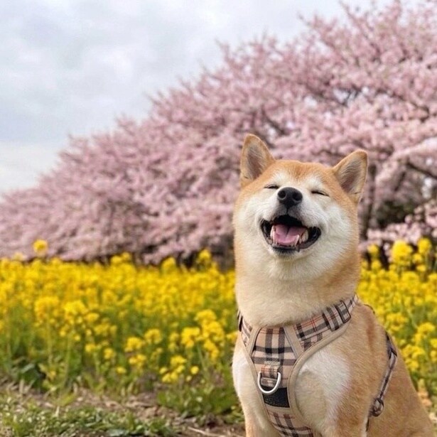 見ているだけで癒される写真ですね▶桜の前で記念撮影（⇒次へ）