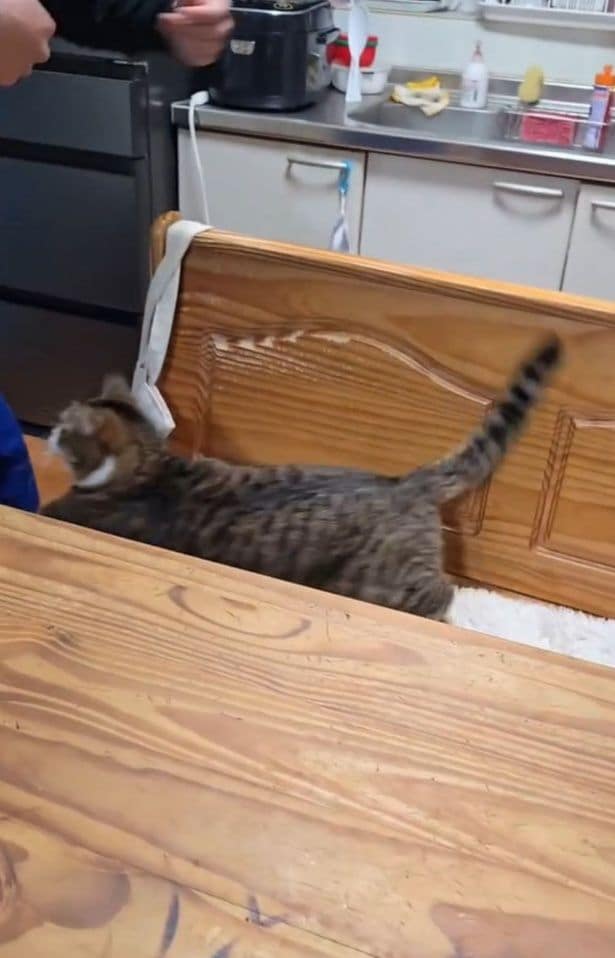 猫パンチ！▶抱っこを拒否された次男さんとの日常（⇒次へ）