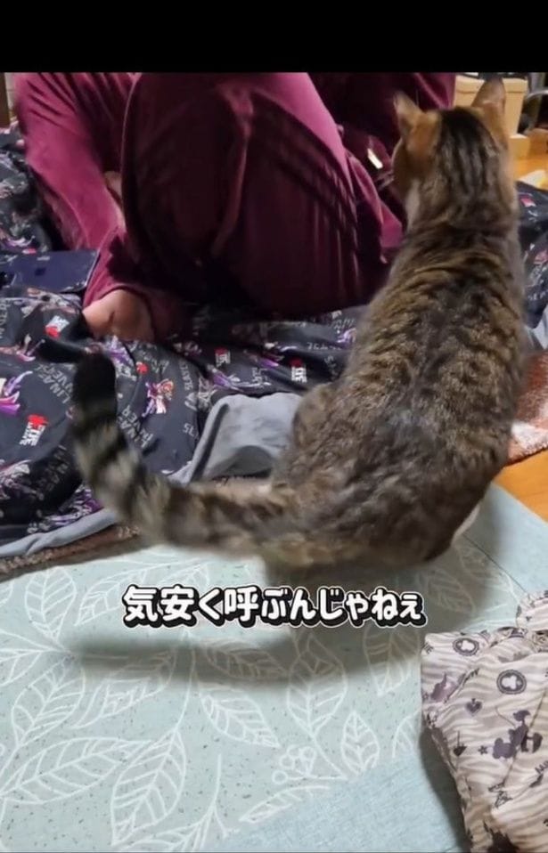 またもや猫パンチ！▶「ちゃちゃ」ちゃんが大好きな人は…（⇒次へ）